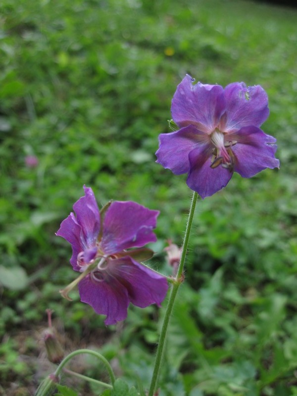 Geranium phaeum / Geranio stellato